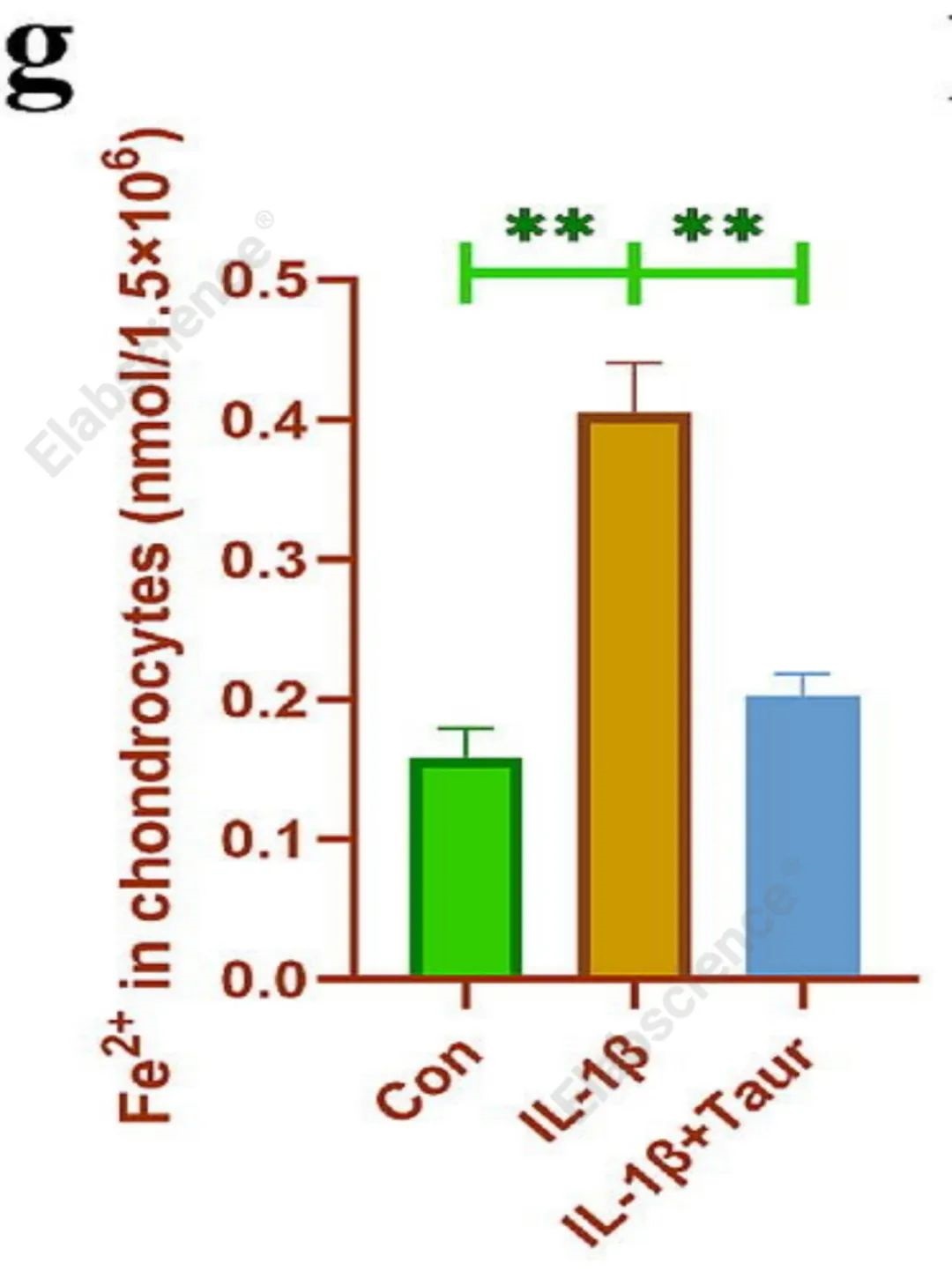 软骨细胞使用Cell Ferrous Iron(Fe2+) Fluorometric Assay Kit检测检测牛磺酸处理后IL-1β诱导的软骨细胞中Fe2+浓度的变化。